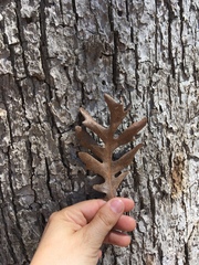 Quercus alba