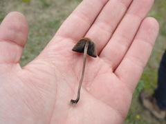 Panaeolus fimicola