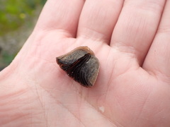 Panaeolus fimicola