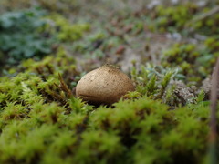 Lycoperdon lividum