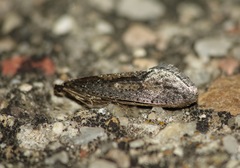 Eriocottis paradoxella
