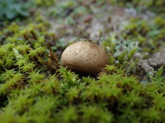 Lycoperdon lividum