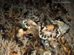 Prostheceraeus floridanus