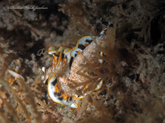 Prostheceraeus floridanus