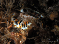 Prostheceraeus floridanus