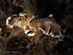 Prostheceraeus floridanus