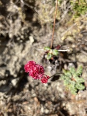 Eriogonum grande rubescens