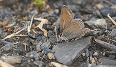 Kretania psylorita