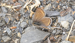 Kretania psylorita
