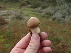 Lycoperdon lividum