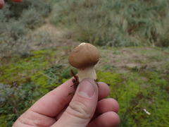 Lycoperdon lividum