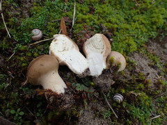Lycoperdon lividum