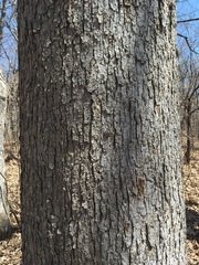 Quercus alba
