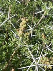 Ambrosia bryantii
