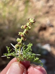 Ambrosia bryantii