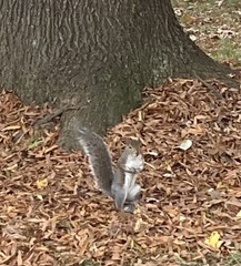 Sciurus carolinensis