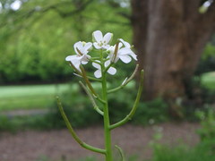 Alliaria petiolata