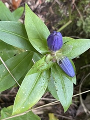 Gentiana linearis