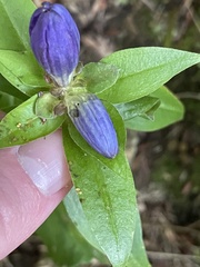 Gentiana linearis