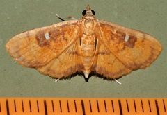 Eusabena monostictalis