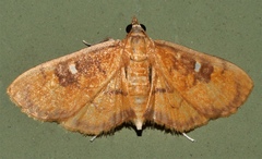 Eusabena monostictalis