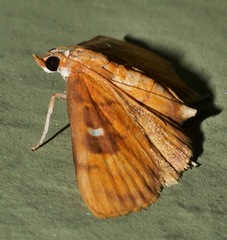 Eusabena monostictalis