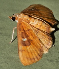 Eusabena monostictalis