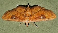 Eusabena monostictalis