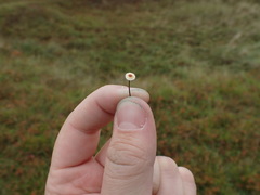 Crinipellis scabella