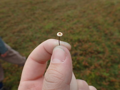 Crinipellis scabella