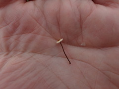 Crinipellis scabella