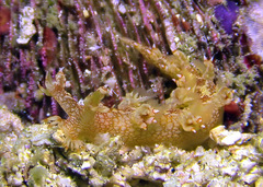 Bornella stellifera