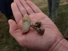 Melanoleuca polioleuca