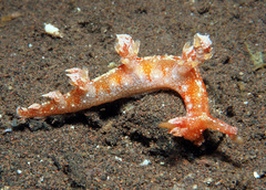 Bornella stellifera