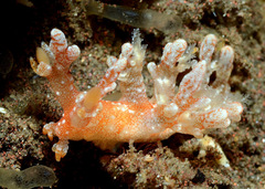 Bornella stellifera