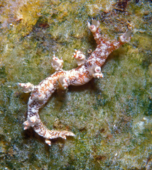 Bornella stellifera