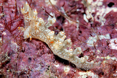 Bornella stellifera