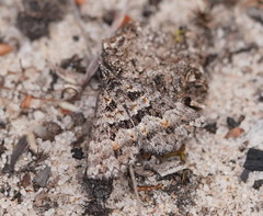 Dichromodes diffusaria