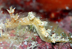 Bornella stellifera
