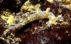 Bornella stellifera