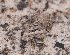 Dichromodes diffusaria