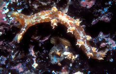 Bornella stellifera
