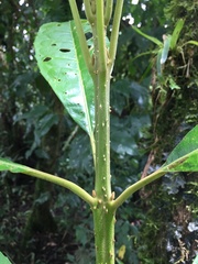 Aegiphila bogotensis