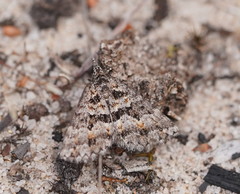 Dichromodes diffusaria