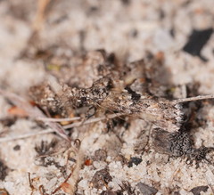 Dichromodes diffusaria