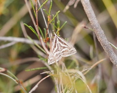 Dichromodes confluaria