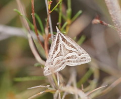 Dichromodes confluaria