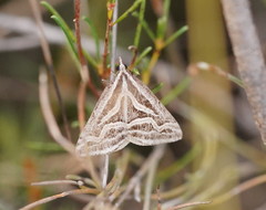 Dichromodes confluaria