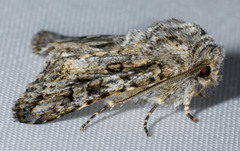 Miodera stigmata