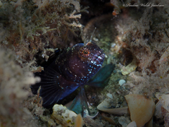 Emblemaria pandionis